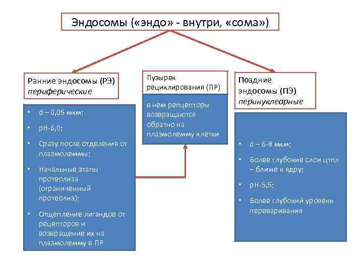 Эндосомы ( «эндо» - внутри, «сома» ) Ранние эндосомы (РЭ) периферические • d –