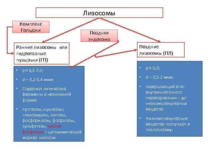 Лизосомы Комплекс Гольджи Ранние лизосомы или гидролазные пузырьки (ГП) Поздняя эндосома Поздние лизосомы (ПЛ)