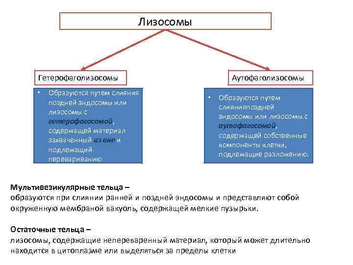 Лизосомы Гетерофаголизосомы • Образуются путем слияния поздней эндосомы или лизосомы с гетерофагосомой, содержащей материал