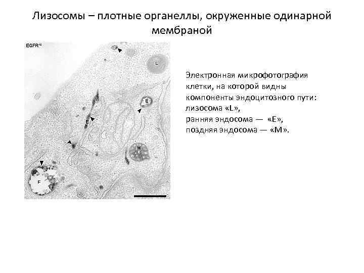 Какой цифрой на рисунке обозначена структура осуществляющая внутриклеточное пищеварение