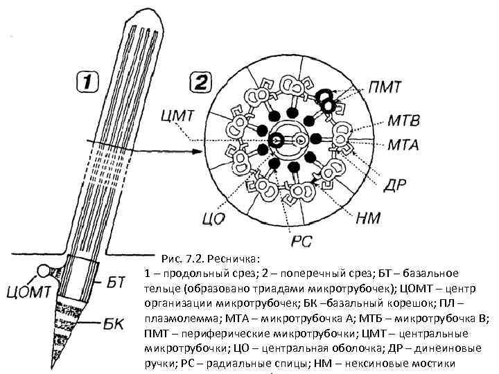 Рис. 7. 2. Ресничка: 1 – продольный срез; 2 – поперечный срез; БТ –