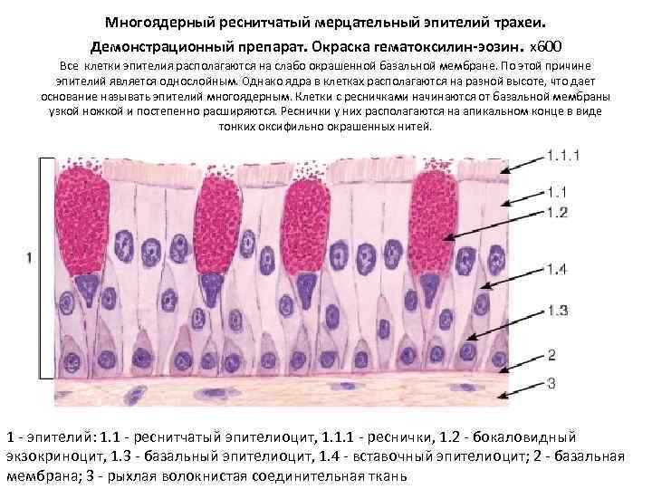 Многоядерный реснитчатый мерцательный эпителий трахеи. Демонстрационный препарат. Окраска гематоксилин-эозин. х600 Все клетки эпителия располагаются