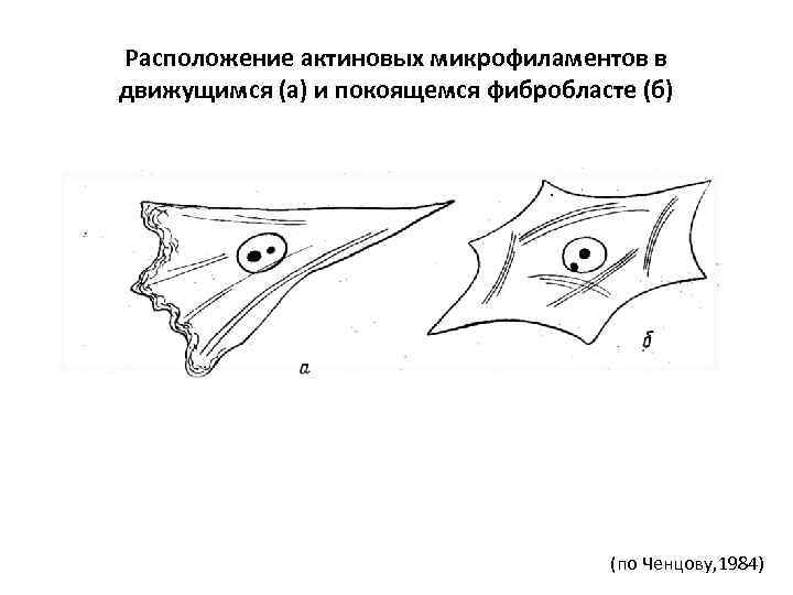 Расположение актиновых микрофиламентов в движущимся (а) и покоящемся фибробласте (б) (по Ченцову, 1984) 