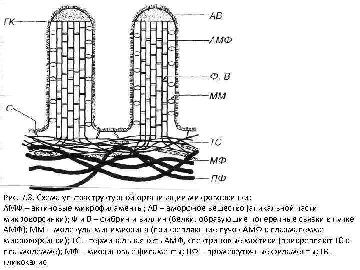 Рис. 7. 3. Схема ультраструктурной организации микроворсинки: АМФ – актиновые микрофиламенты; АВ – аморфное
