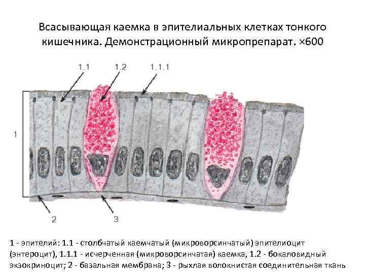 Всасывающая каемка в эпителиальных клетках тонкого кишечника. Демонстрационный микропрепарат. × 600 1 - эпителий: