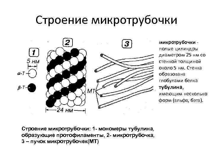 Строение микротрубочки полые цилиндры диаметром 25 нм со стенкой толщиной около 5 нм. Стенка