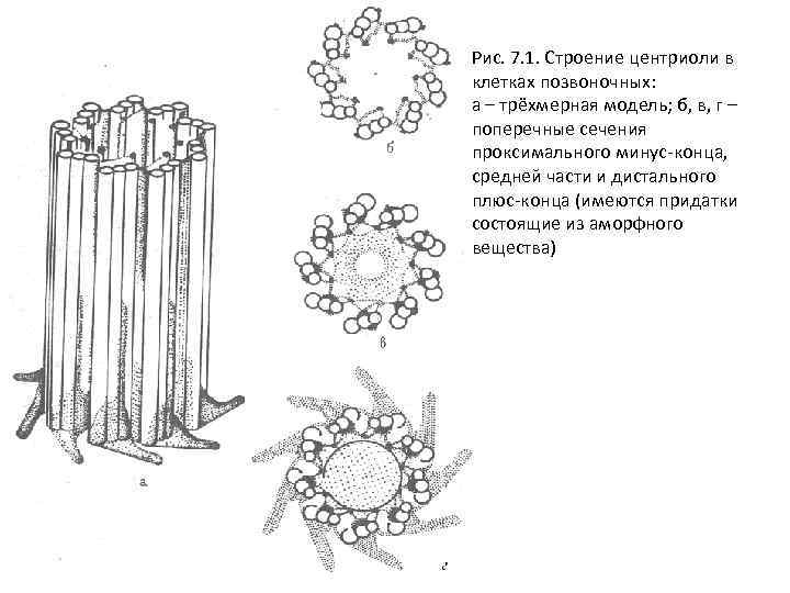 Рис. 7. 1. Строение центриоли в клетках позвоночных: а – трёхмерная модель; б, в,