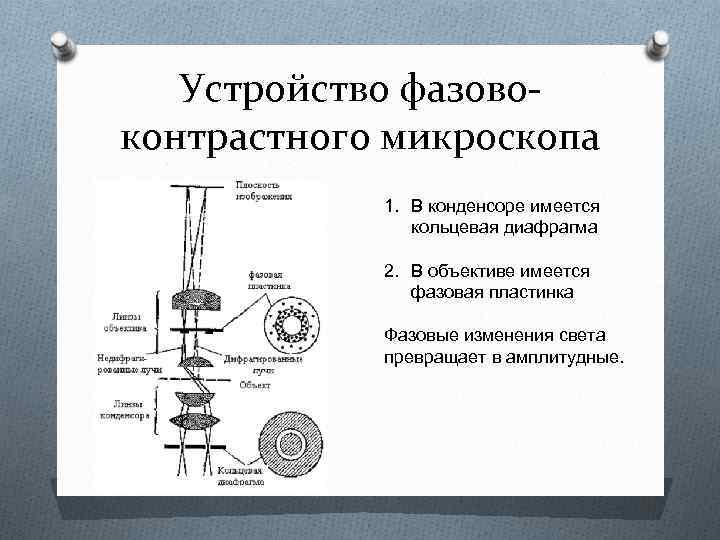 Устройство фазовоконтрастного микроскопа 1. В конденсоре имеется кольцевая диафрагма 2. В объективе имеется фазовая