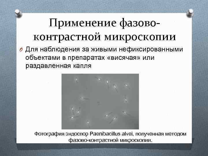 Применение фазовоконтрастной микроскопии O Для наблюдения за живыми нефиксированными объектами в препаратах «висячая» или