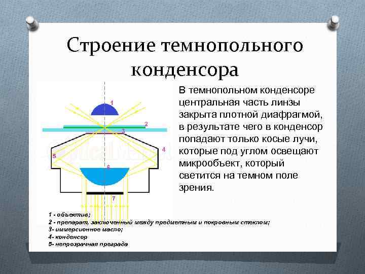 Строение темнопольного конденсора В темнопольном конденсоре центральная часть линзы закрыта плотной диафрагмой, в результате