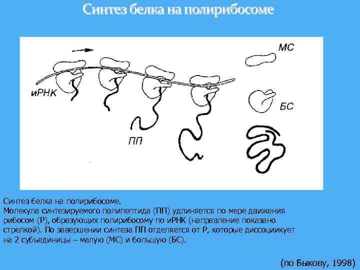 Рассмотрите рисунок с изображением полипептида