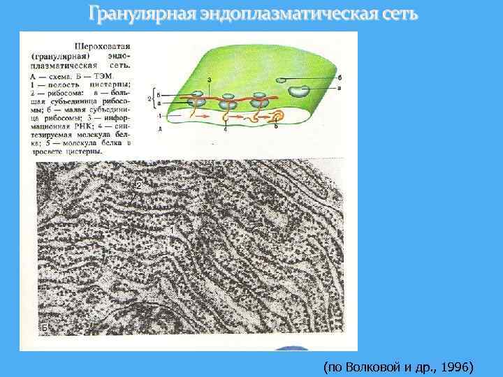 (по Волковой и др. , 1996) 