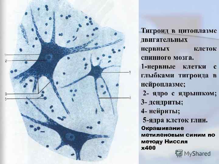 Окрашивание метиленовым синим по методу Ниссля х400 