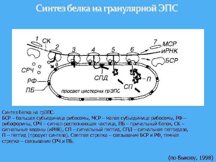 Синтез белка на гр. ЭПС. БСР – большая субъединица рибосомы, МСР – малая субъединица
