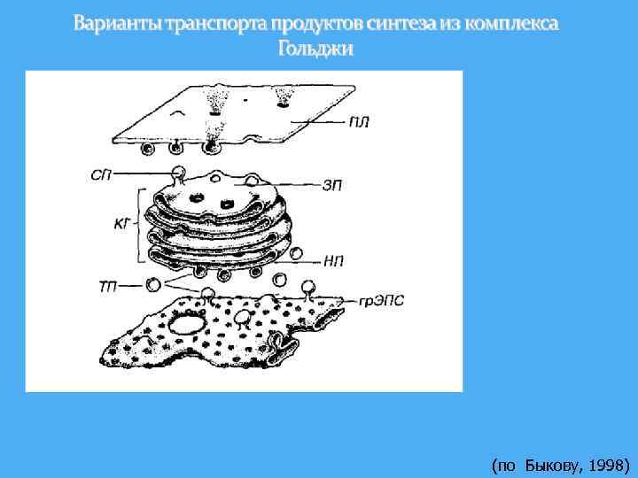 (по Быкову, 1998) 