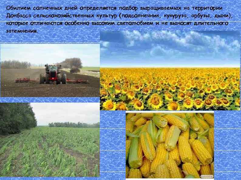 Обилием солнечных дней определяется подбор выращиваемых на территории Донбасса сельскохозяйственных культур (подсолнечник, кукуруза, арбузы,