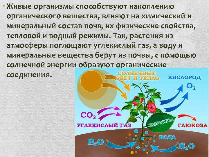  • Живые организмы способствуют накоплению органического вещества, влияют на химический и минеральный состав