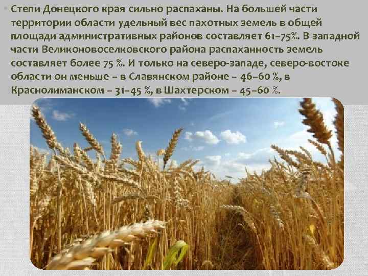  • Степи Донецкого края сильно распаханы. На большей части территории области удельный вес