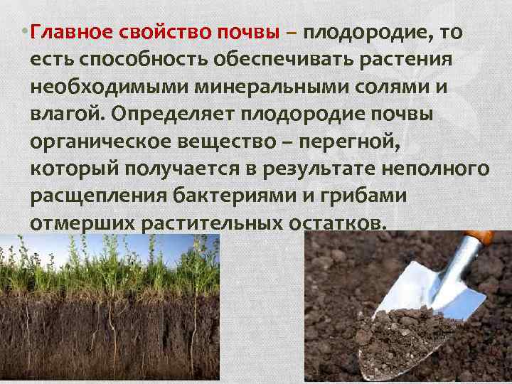  • Главное свойство почвы – плодородие, то есть способность обеспечивать растения необходимыми минеральными