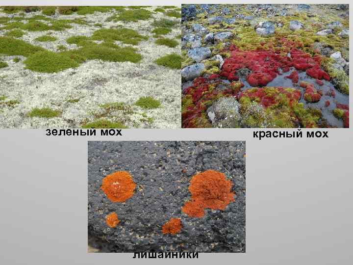 зеленый мох красный мох лишайники 