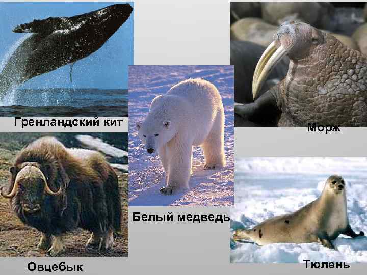 Гренландский кит Морж Белый медведь Овцебык Тюлень 