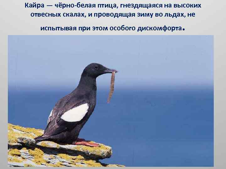 Кайра — чёрно-белая птица, гнездящаяся на высоких отвесных скалах, и проводящая зиму во льдах,