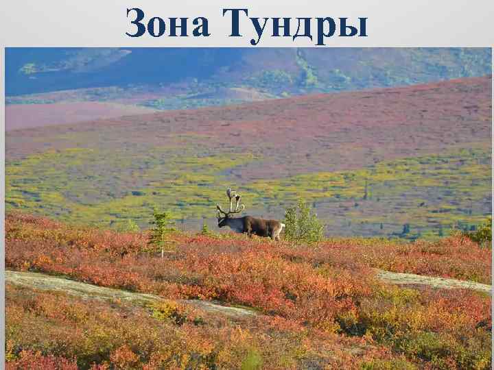 Зона Тундры 