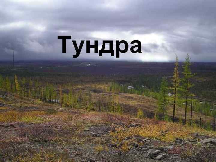 Зона тундры Тундра 