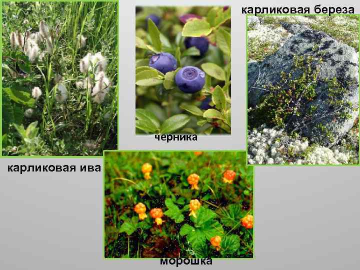 карликовая береза черника карликовая ива морошка 