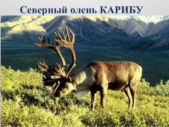 Северный олень КАРИБУ 