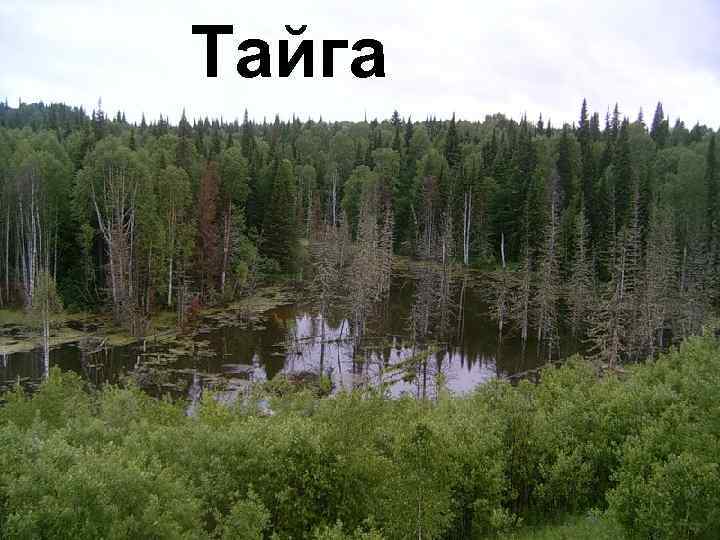 Тайга 