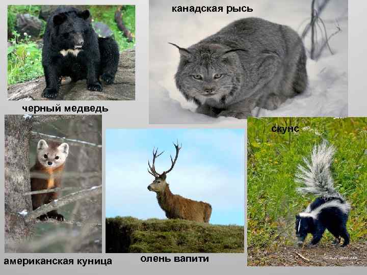 канадская рысь черный медведь скунс американская куница олень вапити 