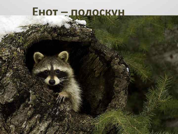 Енот – полоскун 