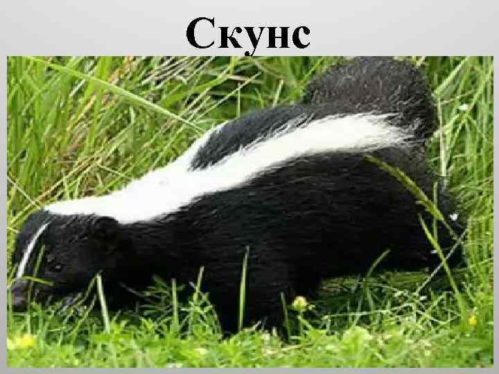 Скунс 