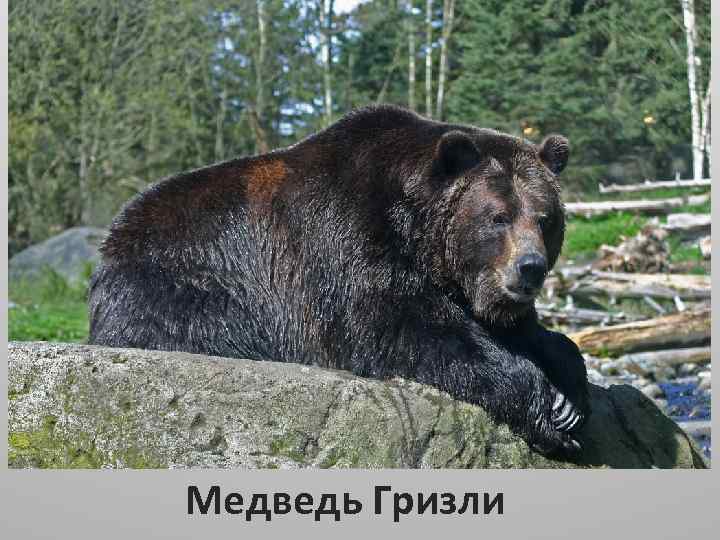 Животные Северной Америки Медведь Гризли 