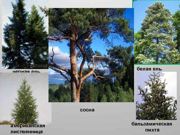 белая ель черная ель сосна американская лиственница бальзамическая пихта 