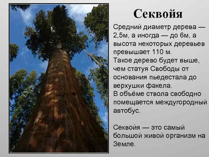 Секвойя Средний диаметр дерева — 2, 5 м, а иногда — до 6 м,