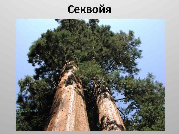 Секвойя 