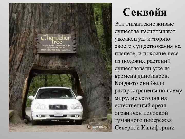 Секвойя Эти гигантские живые существа насчитывают уже долгую историю своего существования на планете, и