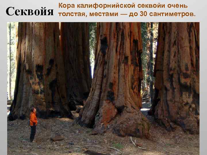 Секвойя Кора калифорнийской секвойи очень толстая, местами — до 30 сантиметров. 