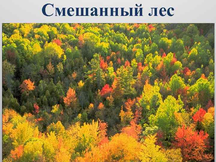 Смешанный лес 