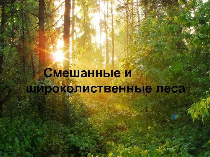 Смешанные и широколиственные леса 