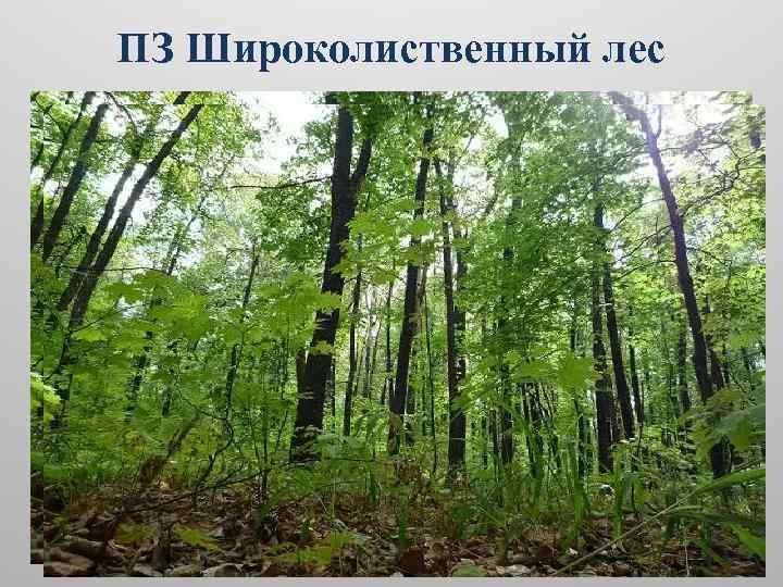 ПЗ Широколиственный лес 