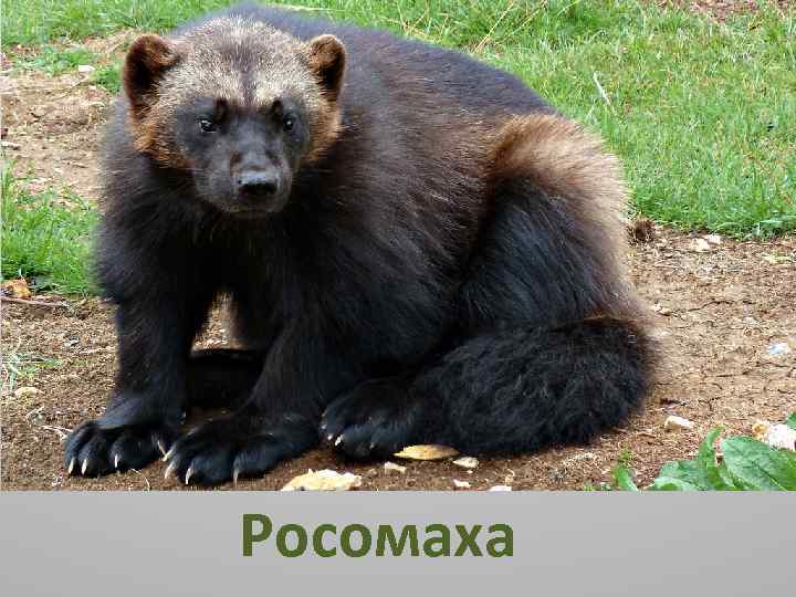 Животные Северной Америки Росомаха 