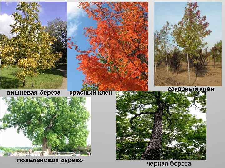 вишневая береза красный клен тюльпановое дерево сахарный клен черная береза 