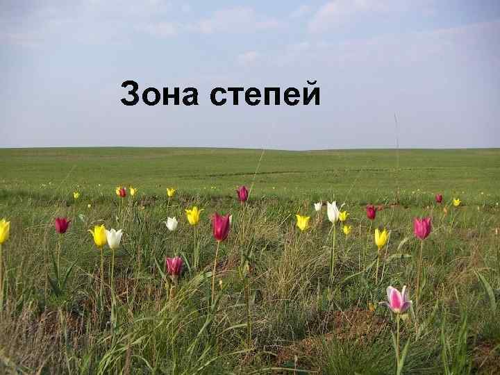 Зона степей 