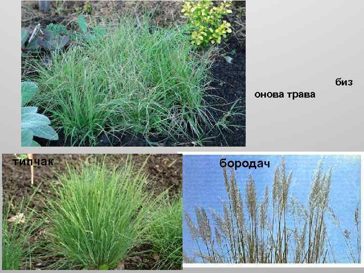 биз онова трава типчак бородач 