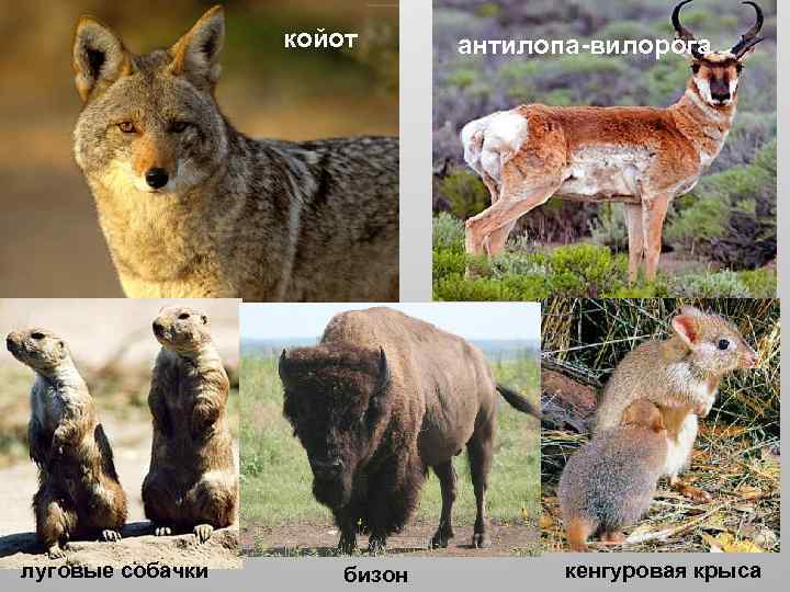койот луговые собачки бизон антилопа-вилорога кенгуровая крыса 