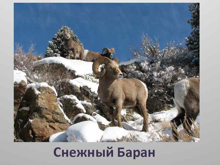 Животные Северной Америки Снежный Баран 