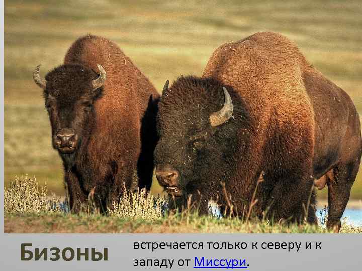 Животные Северной Америки Бизоны встречается только к северу и к западу от Миссури. 
